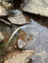 two Carpathian chickadees feeding