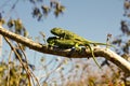 Two Carpet Chameleons (Furcifer lateralis)