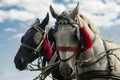 Two carriage horses Royalty Free Stock Photo