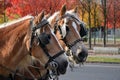 Two carriage horses in the autumn streets Royalty Free Stock Photo