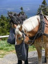 Portrait of two draft horses Royalty Free Stock Photo