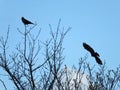 Two carrion crows in silhouette with one flying and one perched in branches against a blue spring sky Royalty Free Stock Photo