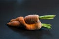 Two carrots against a black background are locked in embrace - a curious freak of the nature.