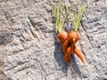 Two carrots Daucus carota joined together during their development fresh from the soil