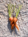 Two carrots Daucus carota joined together during their development fresh from the soil