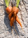 Two carrots Daucus carota joined together during their development fresh