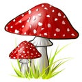 Two cartoon amanita mushroom. Vector colorful illustration