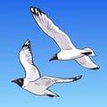 Two cartoon seagulls on a blue background. Sketch of the flying seagulls in the sky. Hand drawn vector illustration Royalty Free Stock Photo