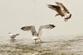 Two caspian gulls fighting for fishing spot Royalty Free Stock Photo