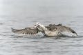 Two Caspian Gulls Larus cachinnans fight grapple with each other as they try to steal fish. Royalty Free Stock Photo