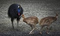 Cassowary chicks and their male dad Royalty Free Stock Photo