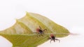 Two castor bean ticks on a green leaf with white background. Ixodes ricinus. Royalty Free Stock Photo