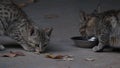 Two cat babes (kitten) eating food in bowl outside