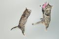 two cat Royalty Free Stock Photo