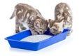 Two cat kittens in toilet tray box with litter isolated Royalty Free Stock Photo