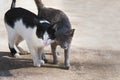 two cat lovely Royalty Free Stock Photo