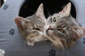 Two cat muzzles in the cat house close-up