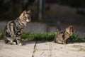 Two cat in park