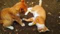 Two cat playing in the ground Royalty Free Stock Photo
