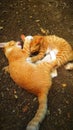 Two cat playing in the ground Royalty Free Stock Photo