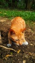 Yellow cat in the ground Royalty Free Stock Photo