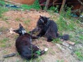 two cat playing together Royalty Free Stock Photo