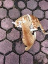 Two cat playing together in outdoor Royalty Free Stock Photo