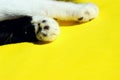 Two Cat`s Paws on Yellow Background. Cat`s Paw over colorful background.