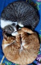 Two cat slepping estetic mode Royalty Free Stock Photo