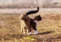 Two cat standing in a meadow huddled together and looking in di Royalty Free Stock Photo