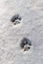 Two cat tracks in the snow.