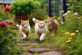 two cat walking with another cat on a leash near some flowers Royalty Free Stock Photo
