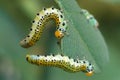 Two caterpillars Royalty Free Stock Photo