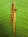 Two caterpillars take refuge on the back of a green leaf in a greenhouse