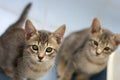 Two Cats Royalty Free Stock Photo