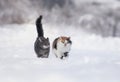 Two cats amicably walk on white snow in a sunny winter garden