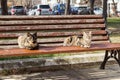 Two cats bask in the sun on a bench in a city public park. The cat is sitting on the bench