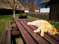 Two cats basking in the sun Royalty Free Stock Photo