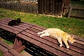 Two cats basking in the sun Royalty Free Stock Photo