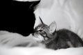 Two cats, a black adult and a small striped kitten, animals sniff each other`s noses,