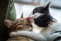 Two cats black-white and tabby Royalty Free Stock Photo