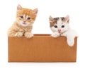 Two cats in a box.