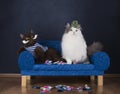 Two cats choose socks sitting on the couch Royalty Free Stock Photo