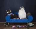 Two cats choose socks sitting on the couch Royalty Free Stock Photo
