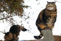 Two cats climbed onto a fence. A cat with a funny, silly look
