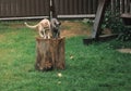 Two cats climbing on a snag. Royalty Free Stock Photo