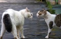 Two cats in a conflict, ready for fighting
