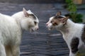 Two cats in a conflict, ready for fighting, in shallow focus