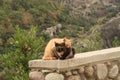 Two cats cuddling at the side of the road close to the Meteora Monasteries Royalty Free Stock Photo