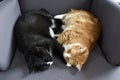 Two cats cuddling together on a chair at home